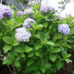 紫陽花
