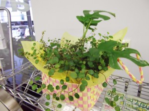 鉢植え